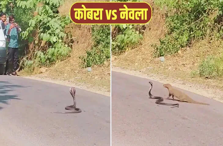 कोबरा पर अटैक करने वाला था नेवला, तभी हुआ कुछ ऐसा कि पलट गई पूरी बाजी, देखें VIDEO