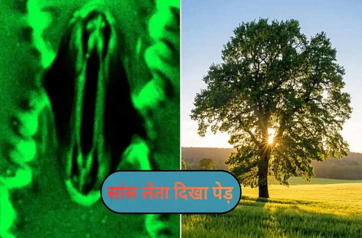 Nature का चमत्कार! पौधों की धड़कन और सांस लेने की प्रक्रिया पहली बार कैमरे में हुई कैद&nbsp;
