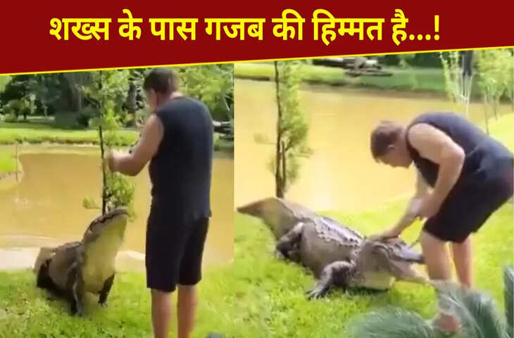 पहले मगरमच्छ को खिलाया, फिर प्यार से सहलाया, शख्स की हिम्मत देख चौंक गए लोग