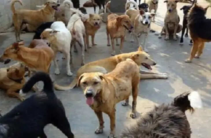 कुत्तों की नसबंदी टेंडर पर विवाद, बजट ढाई गुना बढ़ा लेकिन काम आधा होने पर उठे सवाल