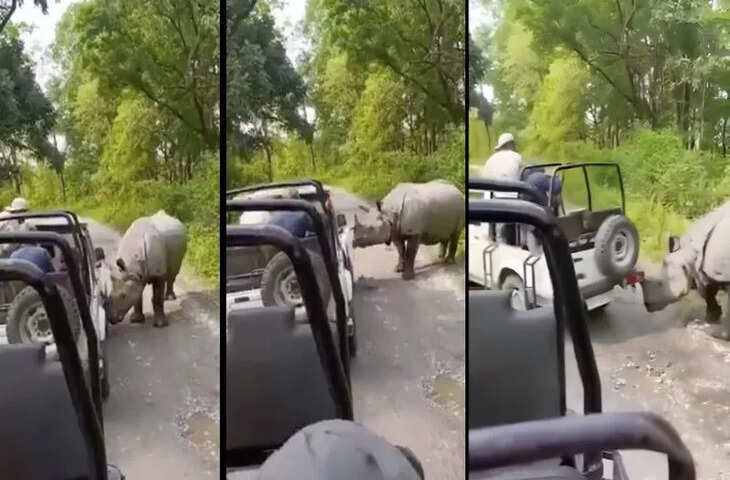 जंगल सफारी बनी डरावनी याद: गैंडे ने टूरिस्ट जीप पर किया हमला, सामने आया खौफनाक वीडियो