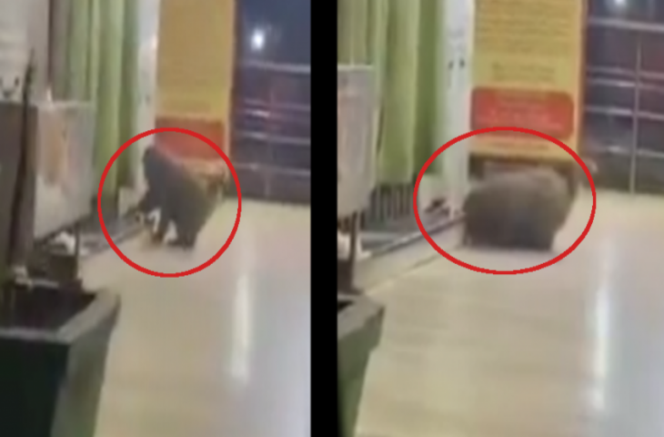 रोजाना भक्त बंदर जाता है शिव मंदिर, इंसानों की तरह करता है साष्टांग प्रणाम और...Video