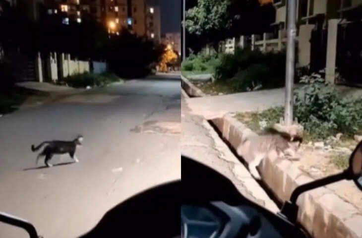बिल्ली ने गलत आदमी का रास्ता काट दिया, Video में देखें उसके साथ क्या हुआ