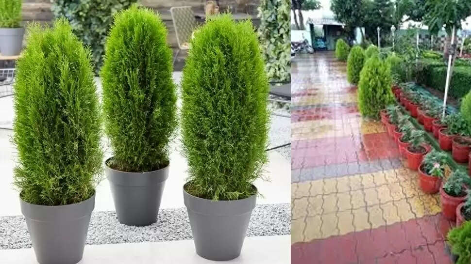 vastu tips for morpankhi plant it looks beautiful and also gives immense wealth happiness  