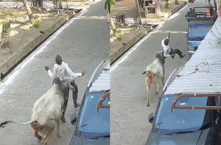 कानपुर में आवारा गौवंश का कहर, युवक पर हमला CCTV में कैद, वीडियो वायरल