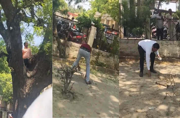 बंदर ने मचाया बवाल! 2 लाख रुपये का बैग लेकर पेड़ पर चढ़ा, फिर उड़ाए नोट ही नोट, वीडियो हुआ वायरल&nbsp;