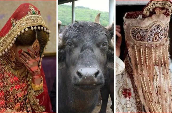 &lsquo;दहेज में भैंस मांगता है&hellip;&rsquo;, पत्नी ने पति पर लगाए गंभीर आरोप, भाभी संग सीक्रेट अफेयर का भी खोला राज