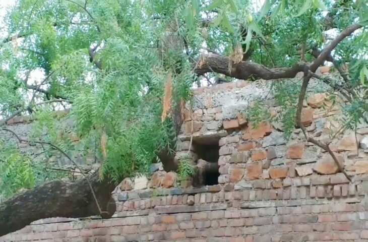 चित्तौड़गढ़ का अनोखा गांव मांदलदा, एक्सक्लूसिव फुटेज में देंखे जहां घरों के बीच उगे पेड़ और आस्था के आगे झुकी आधुनिकता