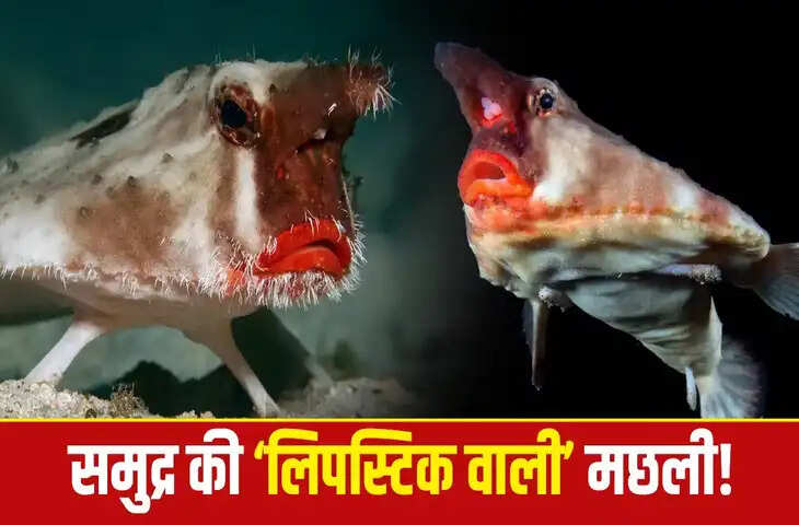 Red-Lipped Batfish: समुद्र की &lsquo;लाल होंठों वाली&rsquo; अनोखी मछली, जो तैरती नहीं बल्कि चलती है