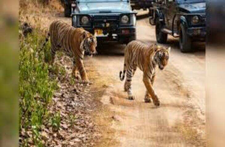 रणथम्भौर टाइगर सफारी हुई महंगी, 1 अप्रैल से 10% बढ़े शुल्क