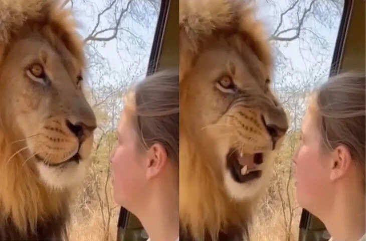 शेर ने लड़की को दिखाई आंख फिर जो हुआ उसे देख आपको भी नहीं होगा यकीन, ताबड़तोड़ वायरल हो रहा वीडियो 