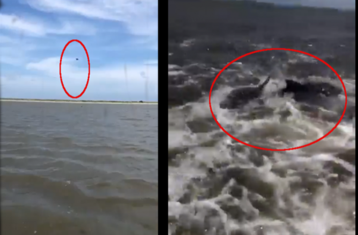 समुद्र में वीडियो बना रहा था शख्स, तभी शार्क ने कर दिया हमला और फिर...