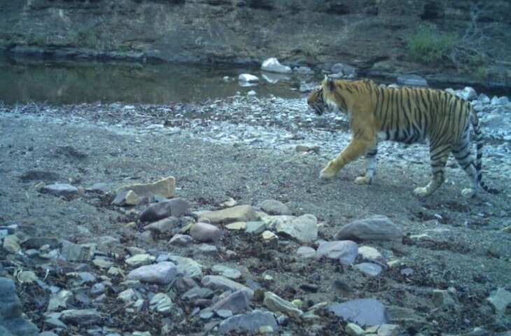 रणथंभौर टाइगर रिजर्व में बाघिन टी-94 की मौत, वीडियो में देंखे खूनी बुखार की आशंका