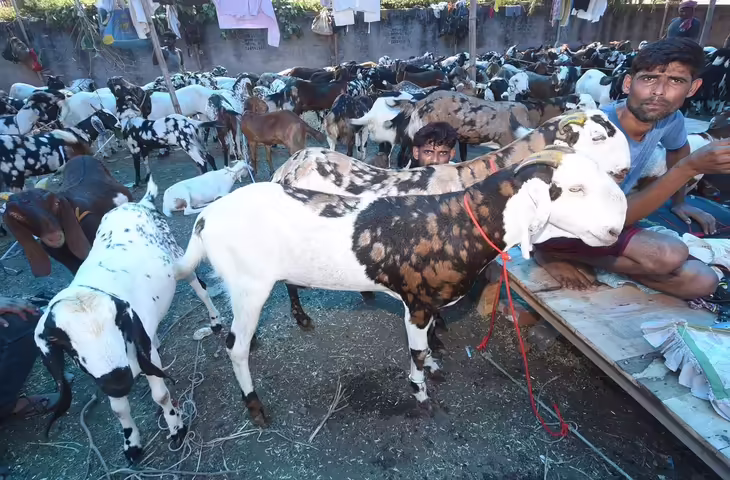 Bakrid 2026: बकरों की कीमतों में बंपर उछाल, खरीददारों के छूट रहे पसीने
