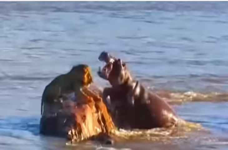 हिप्पो ने शेरों को दिखाई उनकी औकात! भीगी बिल्ली बंकारे भागे जंगल के राजा, देखे वायरल वीडियो&nbsp;