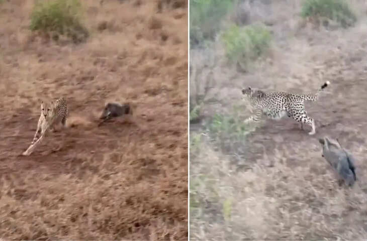 नन्हे जंगली सूअर ने चीतों की निकाल दी सारी हेकड़ी, डर के मारे यूं भागने लगे जंगली शिकारी