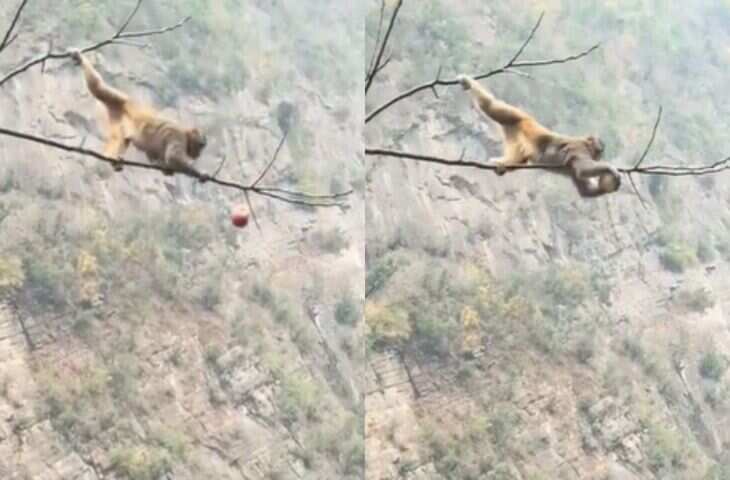 'ज़रा सी चूक और खेल खत्म...के सेब के लिए मौत से खेलता दिखा बन्दर, यहाँ देखिये वायरल वीडियो&nbsp;