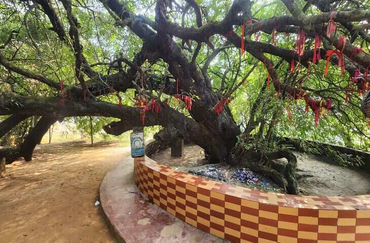 कुरुक्षेत्र में मौजूद है वह पौराणिक वृक्ष! जिसने देखा राधा और कृष्ण का वियोग और मिलन, अन्य कहीं भी नहीं पाया जाता ये पेड़&nbsp;