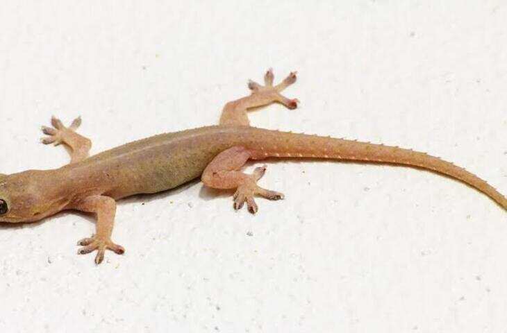 House Lizard Bite: घर की छिपकली काट ले तो क्या होता है? जानें जहर, रेबीज और इलाज से जुड़ी जरूरी बातें
