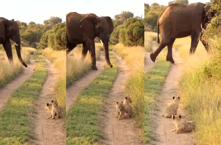 गजराज को देख डर से कांप गए शेर के बच्चे, वीडियो में देखिए फिर क्या हुआ