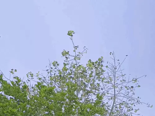 सीकर में आज बारिश की संभावना:15 अक्टूबर को भी हो सकती है बरसात, न्यूनतम तापमान 19.7 डिग्री दर्ज
