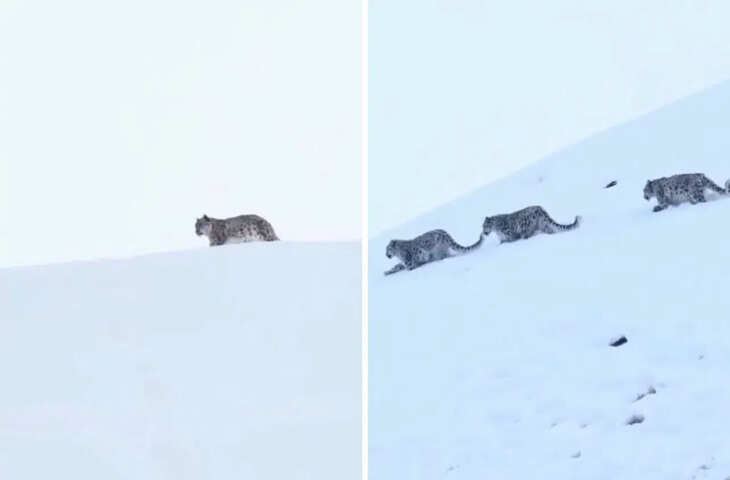 लद्दाख में एक साथ टहलते दिखा हिम तेंदुओं का परिवार, कैमरे में कैद हुआ कुदरत का करिश्मा