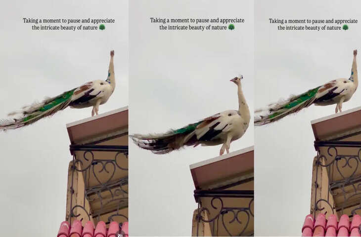 मोर के दिलकश अंदाज का वीडियो वायरल, बार-बार देखने को मजबूर हुए लोग