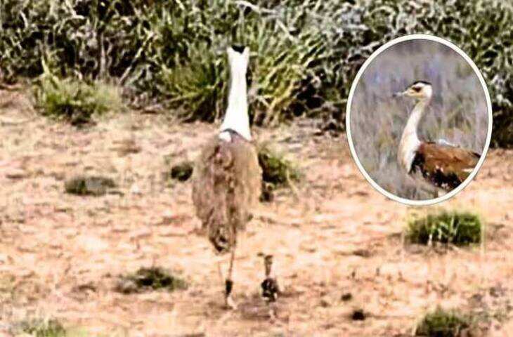 जैसलमेर में मरू लोमड़ी ने किया 6 महीने के गोडावण का शिकार, वीडियो में जाने सैटेलाइट ट्रैकिंग से चला पता; बाकी 7 पक्षियों को छोड़ने की योजना टली
