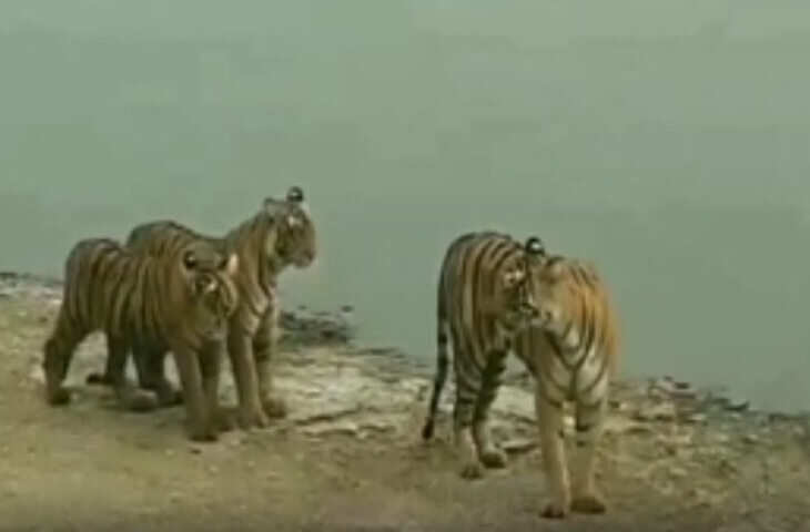 रणथंभौर में बाघों के बीच टेरिटरी संघर्ष तेज: बढ़ती झड़पों से वन विभाग सतर्क