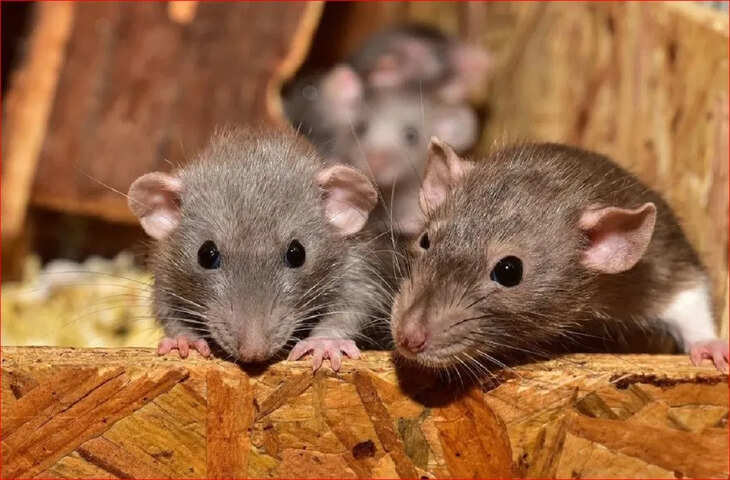 झारखंड में चूहों ने खा लिया 200 किलो गांजा, आरोपी एनडीपीएस केस में बरी