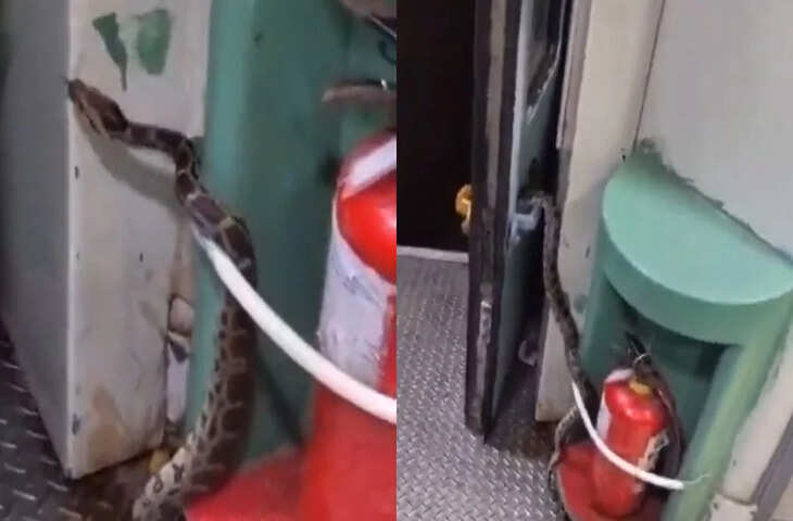 चलती ट्रेन के टॉयलेट में घुसा 10 फीट लंबा अजगर! दरवाजा खोलते ही चीख उठे यात्री, Viral Video देख फटी रह जाएंगी आँखें 