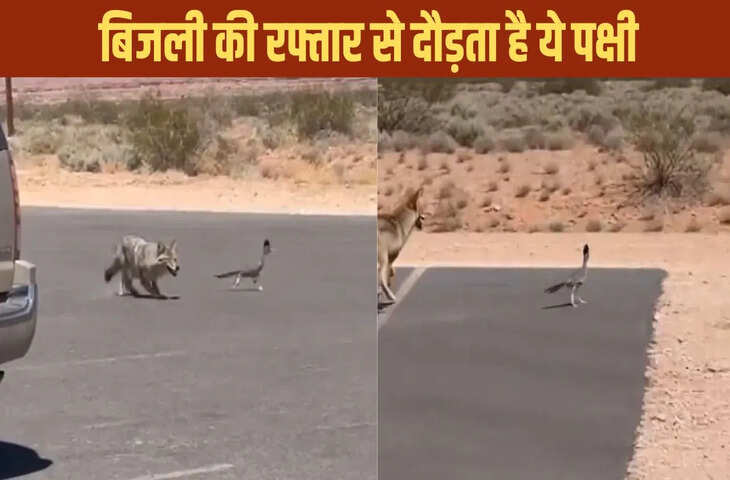  ये कौन सा पक्षी है? रोड पर लगाई ऐसी दौड़, &lsquo;कुत्ता&rsquo; भी रह गया पीछे, देखें वीडियो