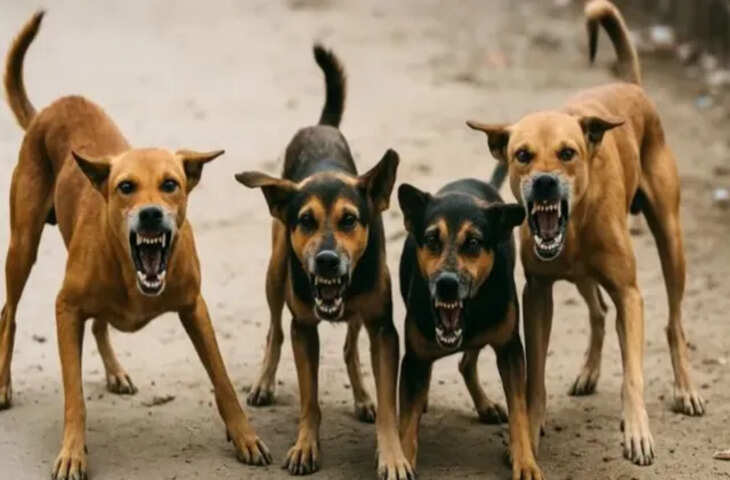 बीकानेर में आवारा कुत्तों के हमले में चार वर्षीय बच्चा गंभीर रूप से घायल