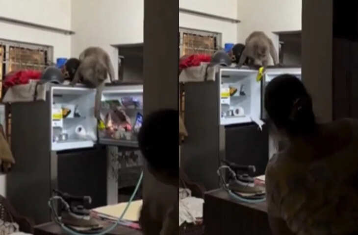 घर में घुसा बंदर, खाने की चीज लेकर हुआ फरार&mdash;वीडियो देख लोग हैरान