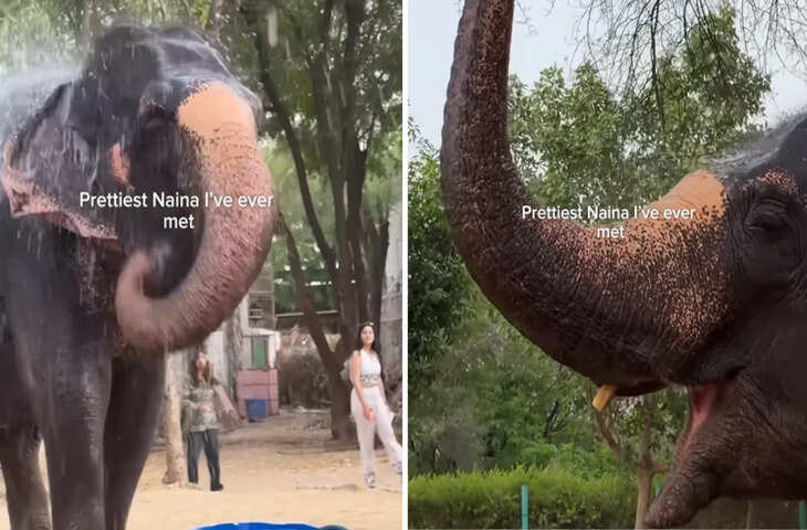 Viral Video: नैना नाम की शरारती हाथिनी ने इंटरनेट पर मचाया धमाल, 3.5 मिलियन व्यूज के पार पहुंचा वीडियो&nbsp;
