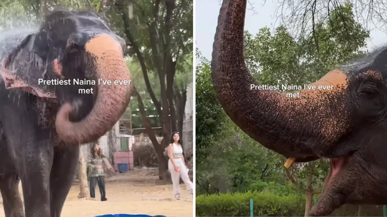 Viral Video: नैना नाम की शरारती हाथिनी ने इंटरनेट पर मचाया धमाल, 3.5 मिलियन व्यूज के पार पहुंचा वीडियो