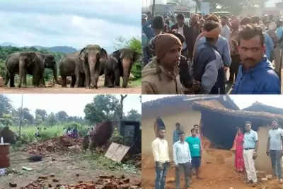 Jharkhand के 12 जिलों में बस्तियों में घुस आए हैं 100 से ज्यादा हाथी, सड़कों पर उतरे लोग !