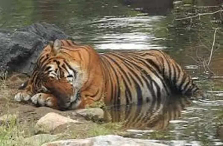 विश्व बाघ दिवस पर बालाघाट से दुखद खबर: 13 माह के बाघ शावक &lsquo;सूखा&rsquo; का शव मिला, गोरा बाघिन का था बेटा