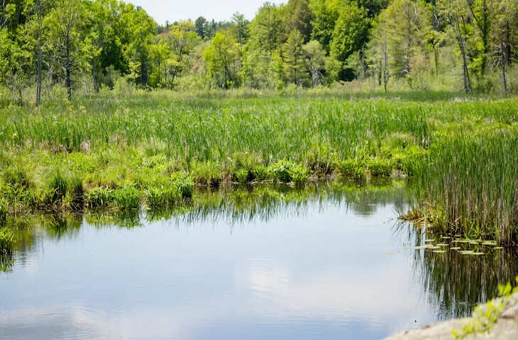  बंदूक का हिस्सा ढूंढ़ने पुलिस ने खाली कर दिया आधा तालाब