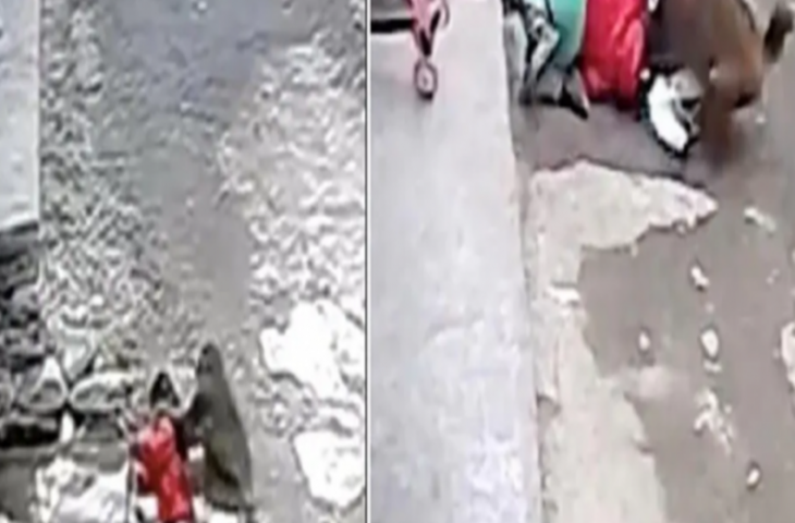 घर के बाहर खेल रही थी बच्ची, तभी 'किडनैप' कर ले जाने लगा बंदर, देखिए फिर क्या हुआ