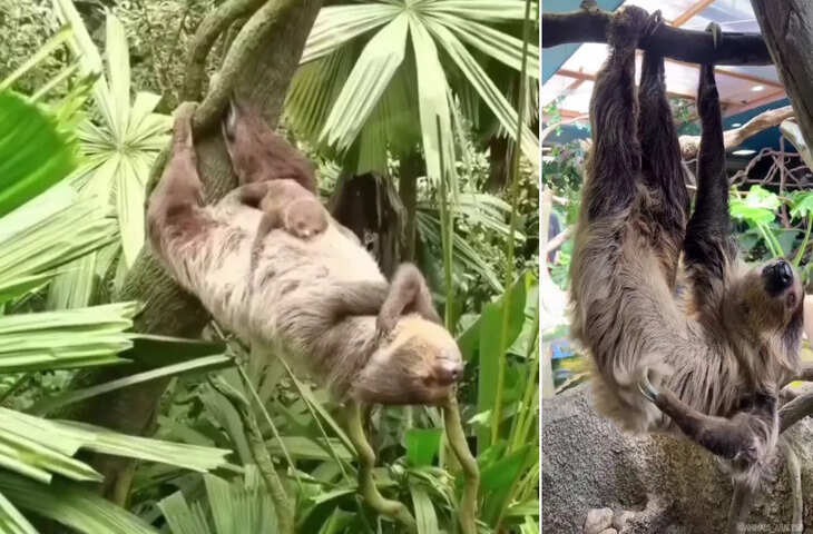 सुस्ती का अनोखा प्रतीक: स्लॉथ, जो धीरे-धीरे जीने की कला सिखाता है