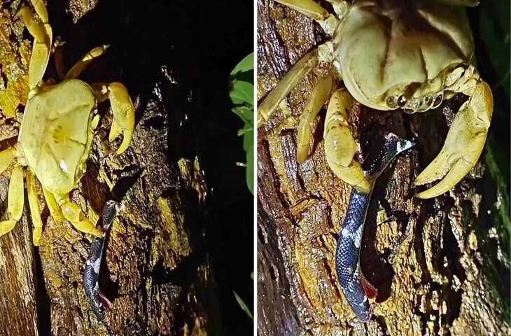 नेचर का चौंकाने वाला वीडियो वायरल! सांप को गाजर मूली की तरह चबा गया केकड़ा&nbsp;