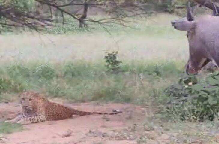 झालाना लेपर्ड रिजर्व में दिखा दुर्लभ नजारा, वीडियो में देंखे &lsquo;किंग ऑफ झालाना&rsquo; राणा के सामने बेखौफ खड़ी रही नीलगाय, पर्यटक रह गए हैरान