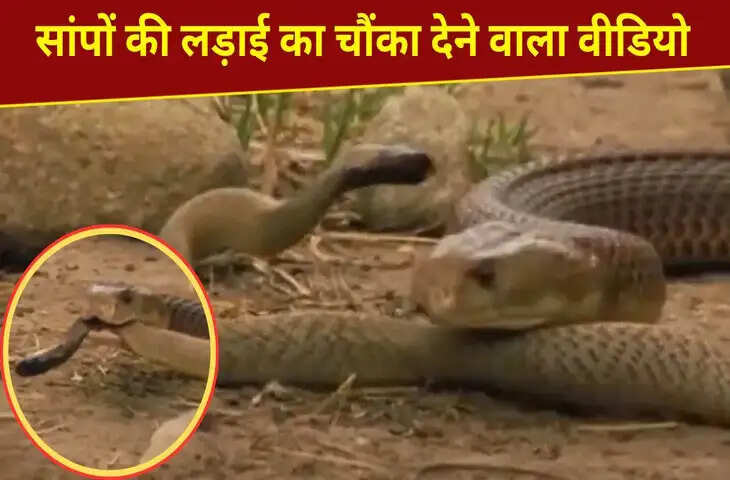 दो जहरीले सांपों में छिड़ी भयानक जंग, फिर जो हुआ&hellip;देख खड़े हो जाएंगे रोंगटे
