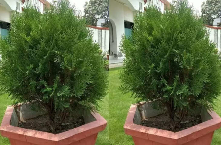 vastu tips for morpankhi plant it looks beautiful and also gives immense wealth happiness  