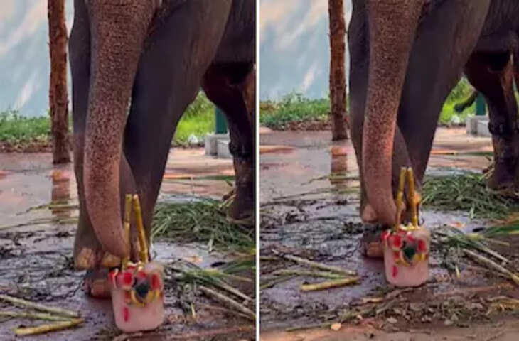 गर्मी में गजराज जी को मिला खास ट्रीटमेंट, फलों से बनी &lsquo;आईसक्रीम&rsquo; का वीडियो इंटरनेट पर वायरल