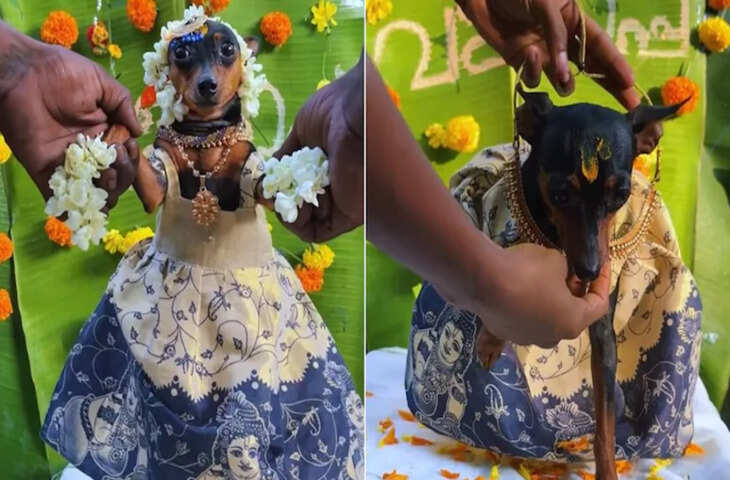 प्रेग्नेंट डॉगी का पारंपरिक बेबी शॉवर, हल्दी-पूजा और नज़र उतारने की रस्मों वाला वीडियो सोशल मीडिया पर वायरल