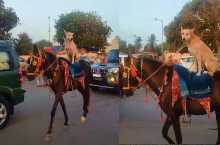 VIDEO: घोड़े पर शान से बैठा कुत्ता बना इंटरनेट स्टार, अनोखा नजारा देख नहीं हटेंगी आपकी नजरें