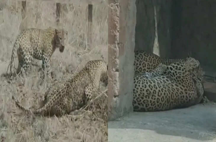 गोरेवाड़ा जू सफारी में दो तेंदुओं की भीषण लड़ाई, एक की मौत, इलाके में हड़कंप
