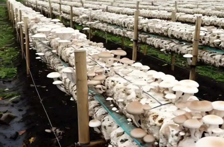 बिहार में मशरूम किसानों के लिए बड़ी राहत, अब सामान्य किसानों जैसा लाभ मिलेगा